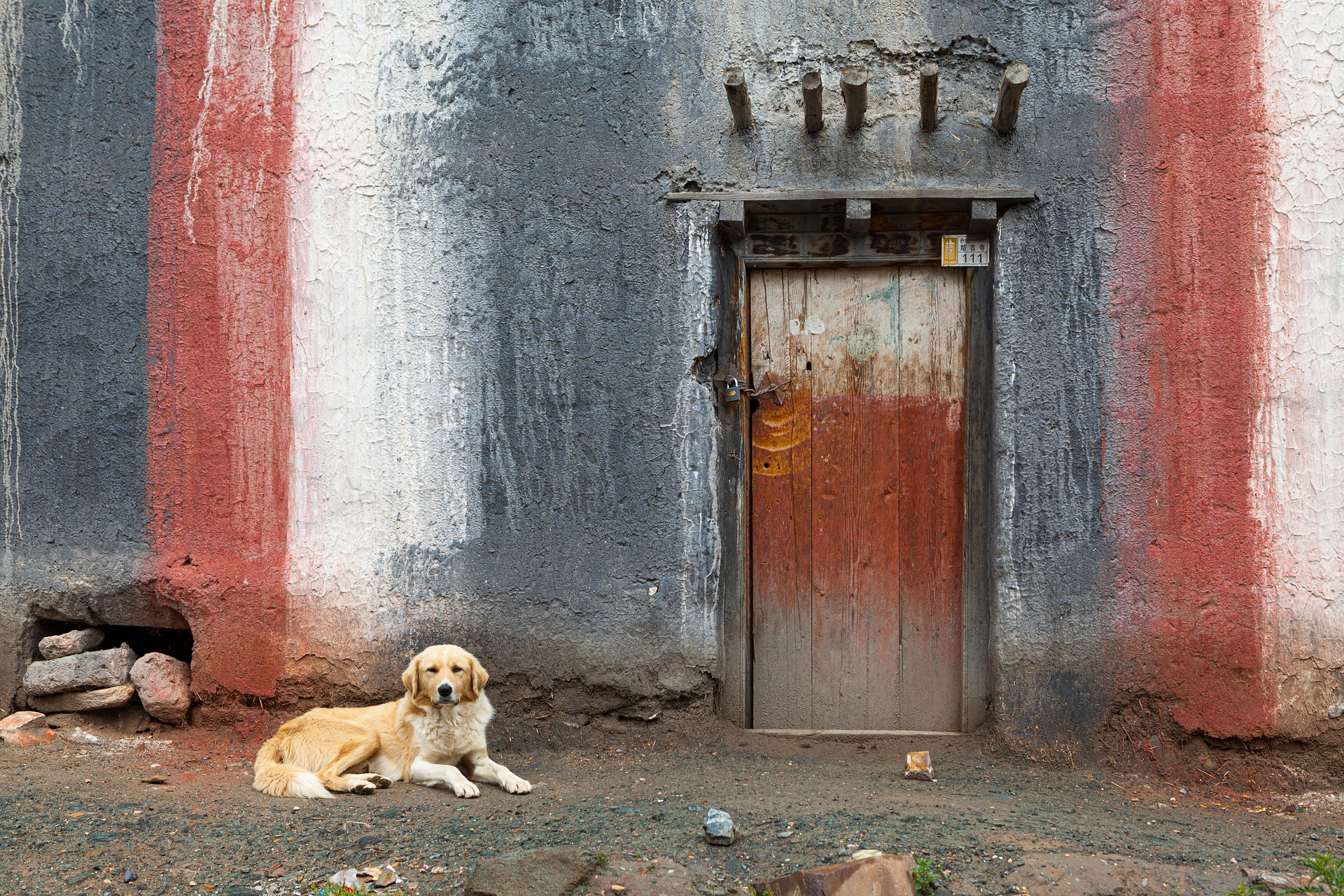 Make Cheap Shelter for Street Dogs in 2022