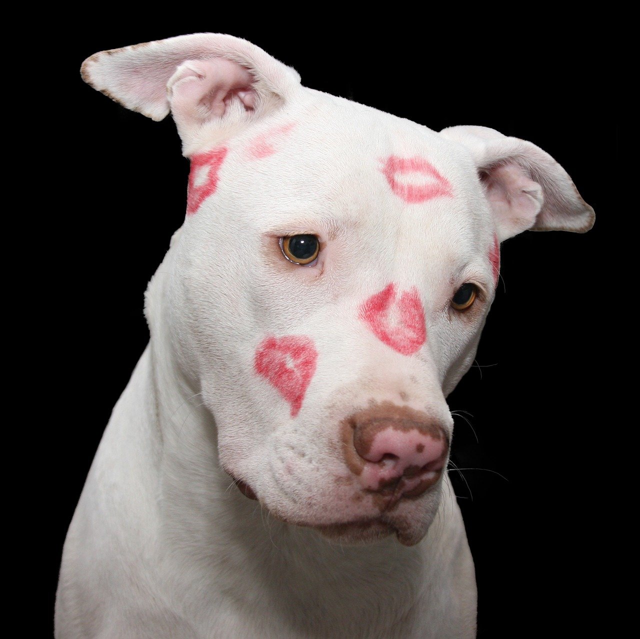 dog adoption TommySingh | Animal's Saver