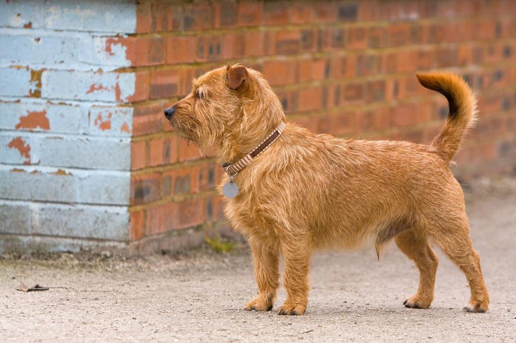 Dog Shampoo