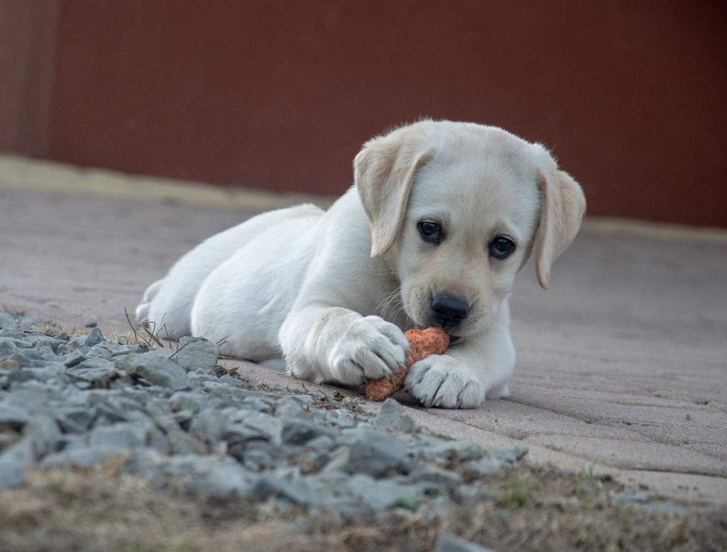 pedigree dog food