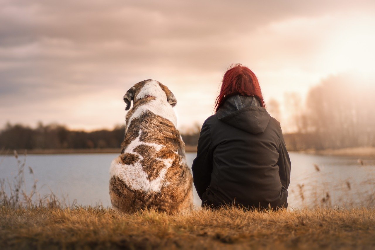 Dog Grooming At Home: Free Guide
