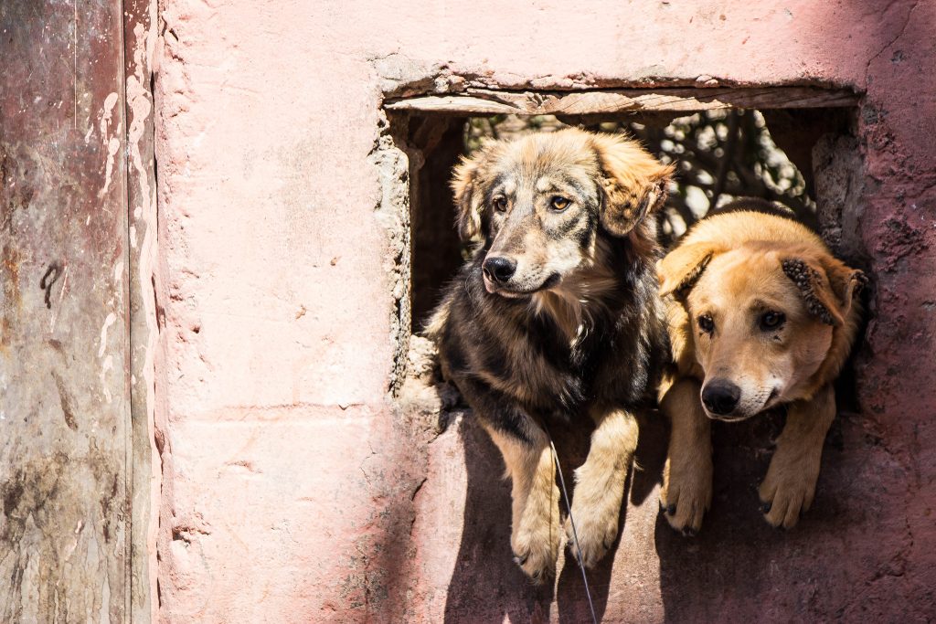 shelter for street dogs