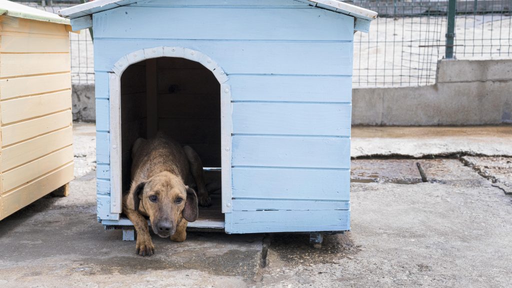 street dog house