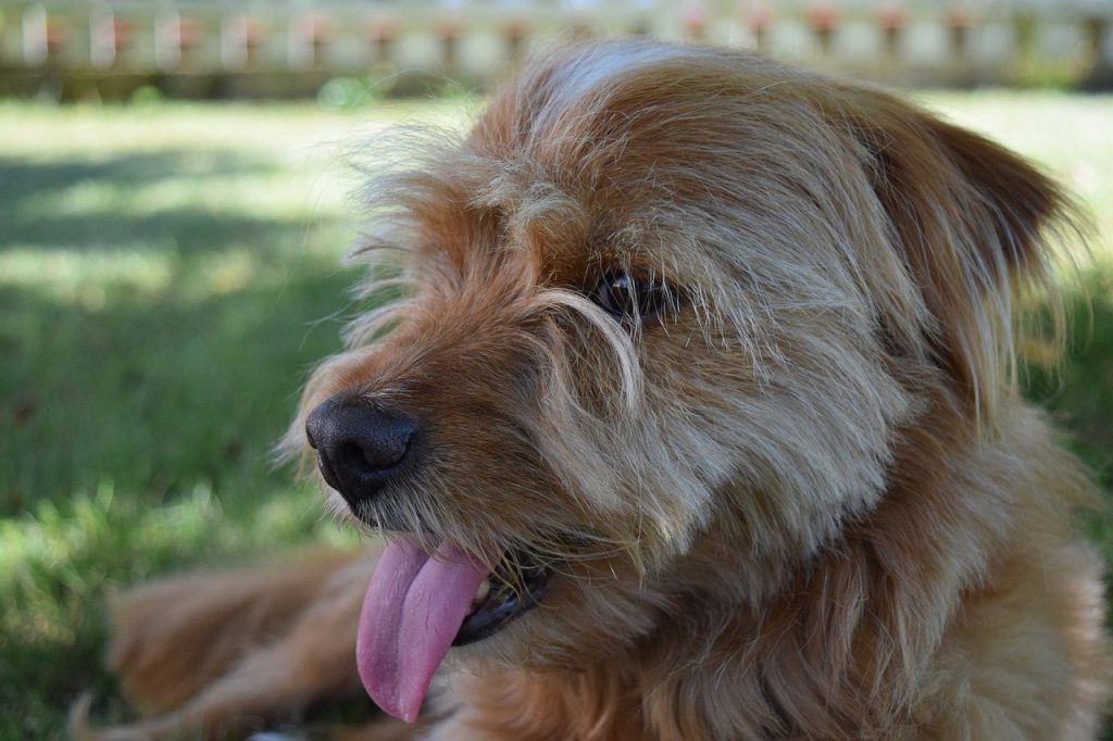 Dog Grooming At Home