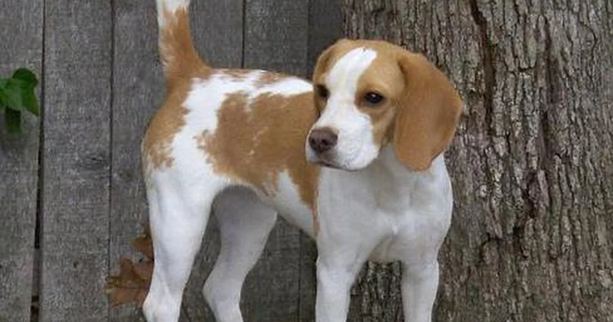 A beautiful safe photo representing 1,500 Beagles Rescued from Wisconsin Lab Farm – Here’s Where They’re Going