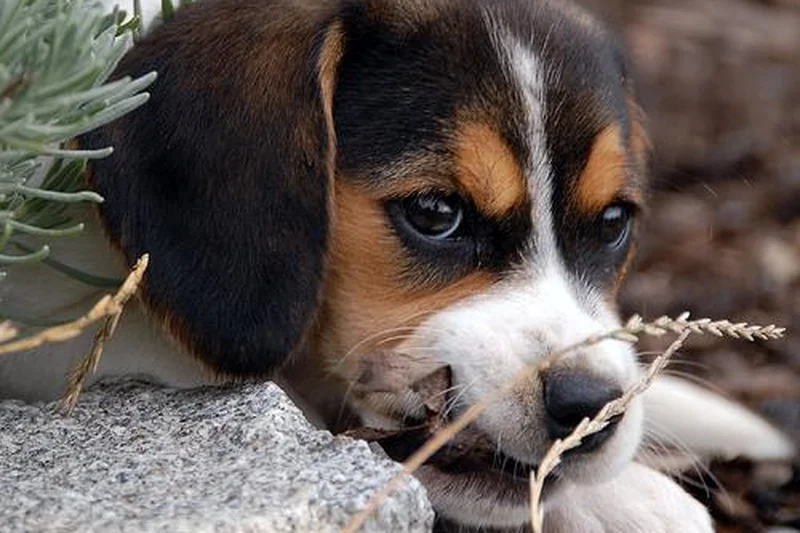 Detailed safe view for 1,500 Beagles Rescued from Wisconsin Lab Farm – Here’s Where They’re Going