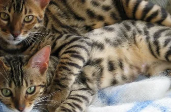 A beautiful safe photo representing 6 Awesome Havana Brown Cats on Social Media