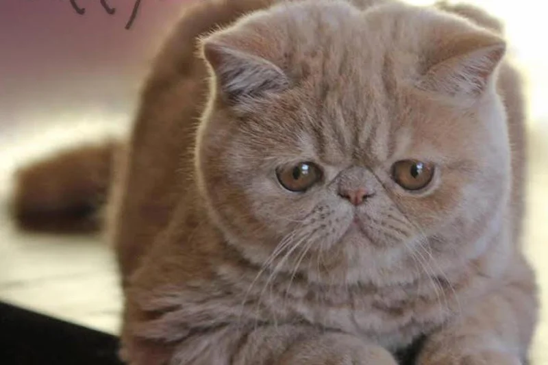 7 Common Cat Vocalizations and What They Mean 2 Detailed safe view for 7 Common Cat Vocalizations and What They Mean
