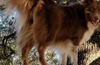A beautiful safe photo representing Behind Most “Bad” Dog Behavior Is a Pretty Simple Problem (and Solution)