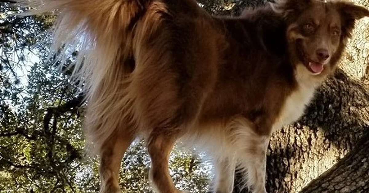 Understanding Dog Food Allergies and Diet Changes 1 A beautiful safe photo representing Behind Most “Bad” Dog Behavior Is a Pretty Simple Problem (and Solution)