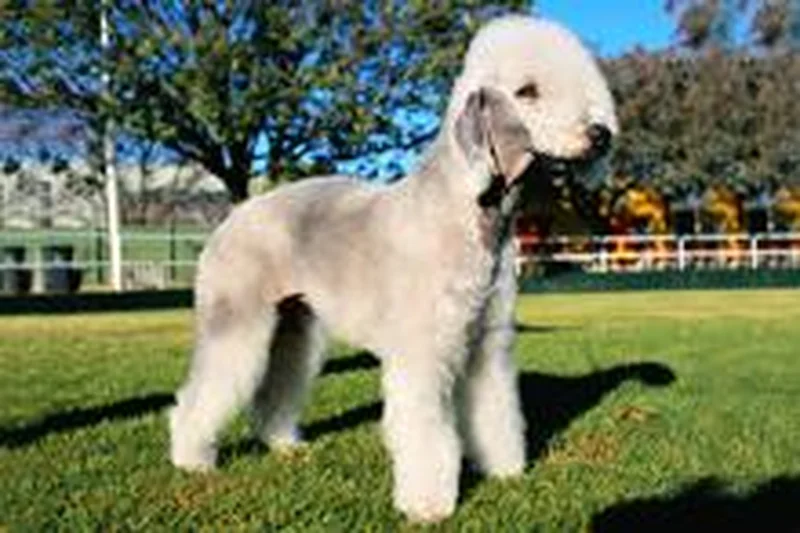 Behind Most “Bad” Dog Behavior Is a Pretty Simple Problem (and Solution) 2 Detailed safe view for Behind Most “Bad” Dog Behavior Is a Pretty Simple Problem (and Solution)