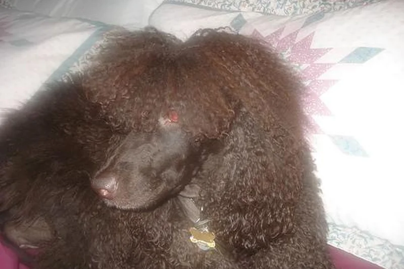 Detailed safe view for Can Shock Collars Cause Seizures?