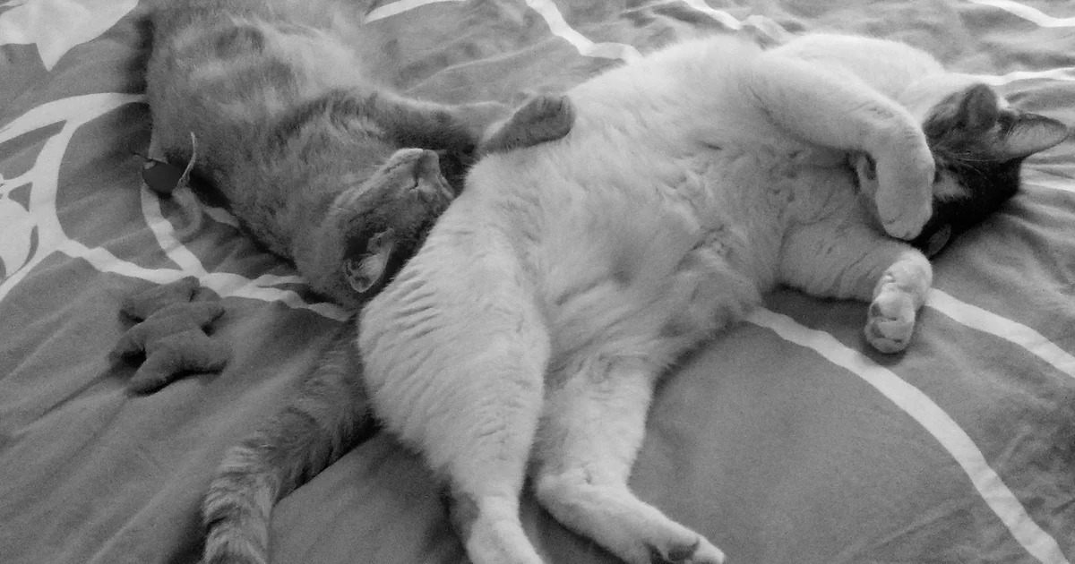 Can You Shave a Cat? 1 A beautiful safe photo representing Can You Shave a Cat?