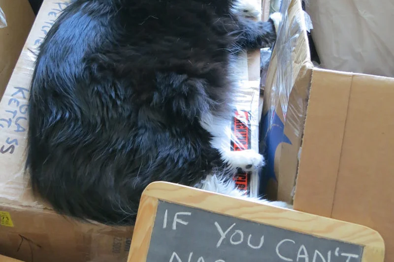 Can You Shave a Cat? 2 Detailed safe view for Can You Shave a Cat?