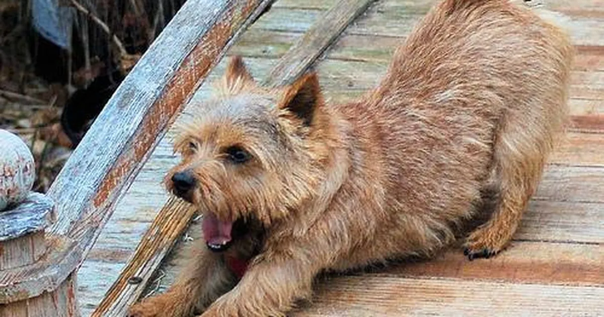 Eureka Marco Polo Advanced Pet Tracker Review 1 A beautiful safe photo representing Eureka Marco Polo Advanced Pet Tracker Review