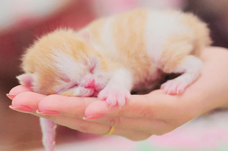 Inside Soi Dog Foundation, the Organization That Has Vaccinated & Sterilized Over 1.7 Million Dogs & Cats 2 Detailed safe view for Inside Soi Dog Foundation, the Organization That Has Vaccinated & Sterilized Over 1.7 Million Dogs & Cats