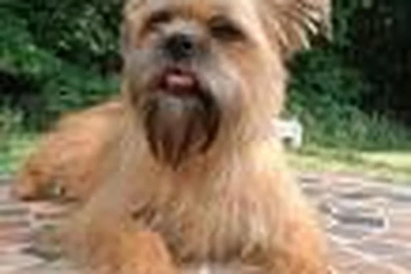 Pilots to the Rescue – How One Man’s Passion for Pets and Planes Has Saved Thousands of Lives 2 Detailed safe view for Pilots to the Rescue – How One Man’s Passion for Pets and Planes Has Saved Thousands of Lives