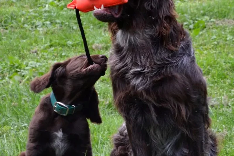 Reproductive Problems in Dogs That Can Turn Serious Fast 2 Detailed safe view for Reproductive Problems in Dogs That Can Turn Serious Fast