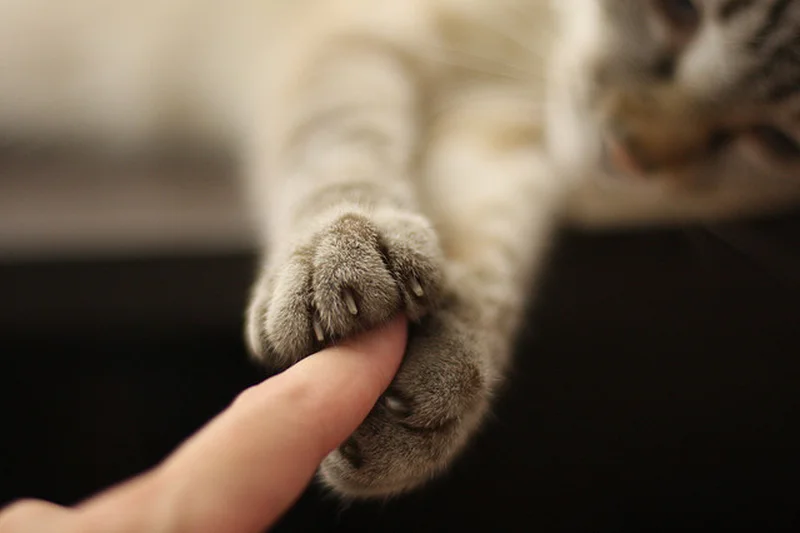 The 5 Cat Personality Types: Which Is Your Cat? 2 Detailed safe view for The 5 Cat Personality Types: Which Is Your Cat?