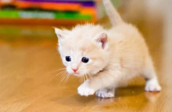 A beautiful safe photo representing We Reviewed the PetPivot Litter Box… Here’s What Our Cats Think