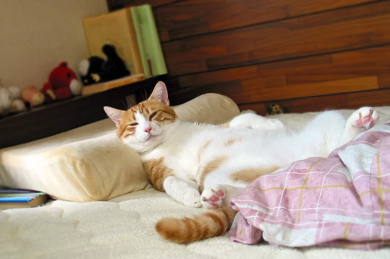 We Reviewed the PetPivot Litter Box… Here’s What Our Cats Think 2 Detailed safe view for We Reviewed the PetPivot Litter Box… Here’s What Our Cats Think