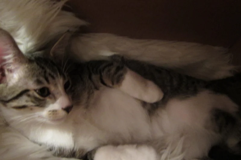 WeeKett Smart Cat Litter Box Review 2 Detailed safe view for WeeKett Smart Cat Litter Box Review