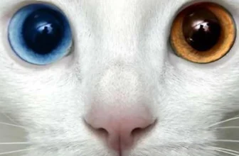 A beautiful safe photo representing Why Is My Cat Chewing the Air?