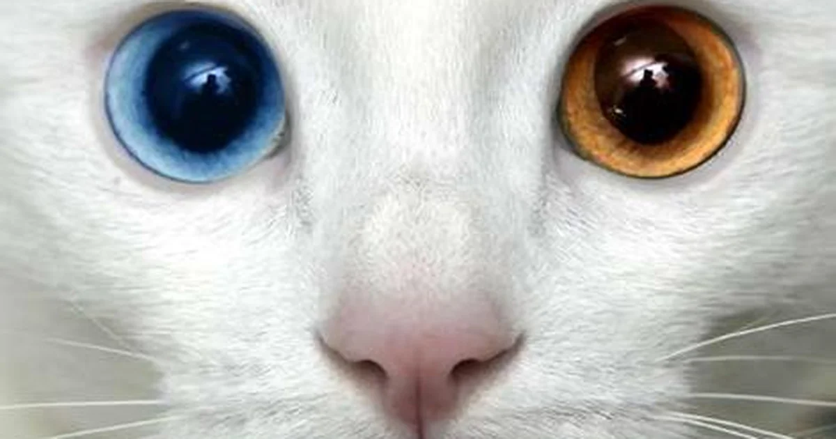 Why Is My Cat Chewing the Air? 1 A beautiful safe photo representing Why Is My Cat Chewing the Air?