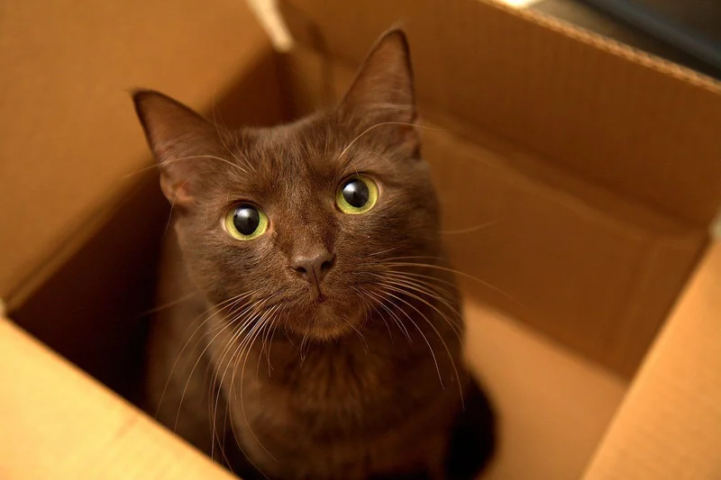 Why Is My Cat Chewing the Air? 2 Detailed safe view for Why Is My Cat Chewing the Air?