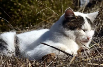 A high-quality image of a cat representing the topic: The 5 Cat Personality Types: Which Is Your Cat?
