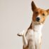 Common Questions: Understanding Dog Behaviour