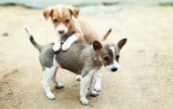Indian Street Puppy Adoption Step-By-Step Guide