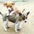 How to Make Shelter for Street Dogs in India
