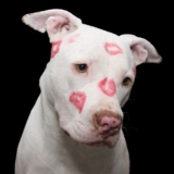 Common Questions: Understanding Dog Behaviour