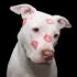 Dog Grooming At Home: Free Guide