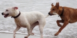 Top 10 Questions on Training Dogs: Expert Guide