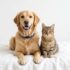 Dingo vs Dog: Key Differences & Comparison Guide