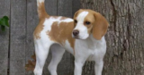 1,500 Beagles Rescued from Wisconsin Lab Farm – Here’s Where They’re Going