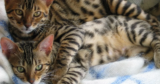 6 Awesome Havana Brown Cats on Social Media