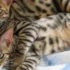 Inside Soi Dog Foundation, the Organization That Has Vaccinated & Sterilized Over 1.7 Million Dogs & Cats