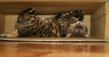 7 Common Cat Vocalizations and What They Mean
