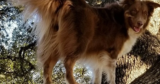 Ask Dr. Paola- Help! Can Shock Collars Cause Seizures? (June 1, 2026)