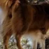 Understanding Dog Food Allergies and Diet Changes