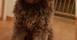 Can Shock Collars Cause Seizures?