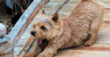 Eureka Marco Polo Advanced Pet Tracker Review