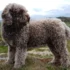 Pumpkin the Wheelie Dog’s Story – A Journey of Love, Strength & Hope