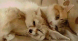 Inside Soi Dog Foundation, the Organization That Has Vaccinated & Sterilized Over 1.7 Million Dogs & Cats