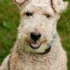 Reproductive Problems in Dogs That Can Turn Serious Fast