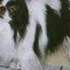 Why Is My Cat Chewing the Air?