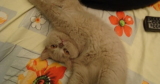 Mintakawa Automatic Litter Box Review
